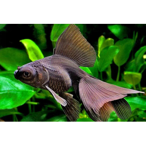 ТЕЛЕСКОП ЧЕРНЫЙ БАБОЧКАТЕЛЕСКОП ЧЕРНЫЙ БАБОЧКА