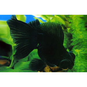 ТЕЛЕСКОП ЧЕРНЫЙ БАБОЧКА