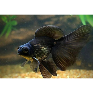 ТЕЛЕСКОП ЧЕРНЫЙ БАБОЧКА