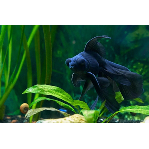 ТЕЛЕСКОП ЧЕРНЫЙ БАБОЧКА