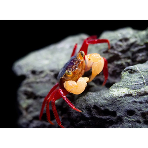 КРАБ ВАМПИР МАНДАРИН БЕЛЫЙ