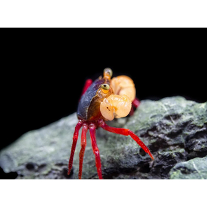 КРАБ ВАМПИР МАНДАРИН БЕЛЫЙ