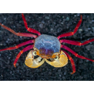 КРАБ ВАМПИР МАНДАРИН БЕЛЫЙ