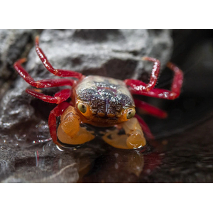 КРАБ ВАМПИР МАНДАРИН БЕЛЫЙ