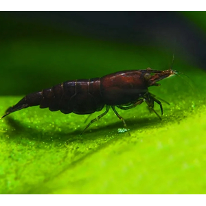 КРЕВЕТКА КОРИЧНЕВАЯ ШОКОЛАДКА