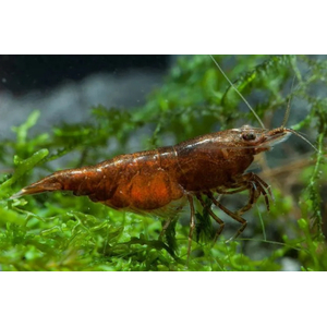 КРЕВЕТКА КОРИЧНЕВАЯ ШОКОЛАДКА