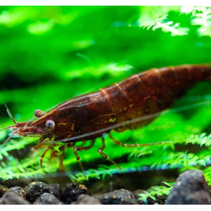 КРЕВЕТКА КОРИЧНЕВАЯ ШОКОЛАДКА