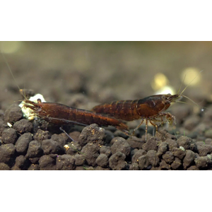 КРЕВЕТКА КОРИЧНЕВАЯ ШОКОЛАДКА