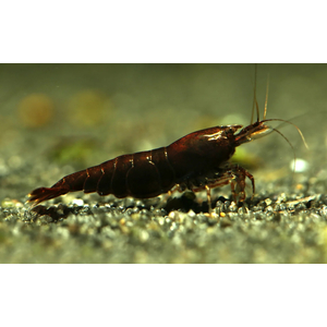 КРЕВЕТКА КОРИЧНЕВАЯ ШОКОЛАДКА