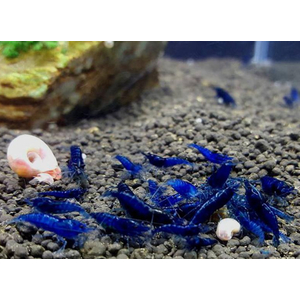 КРЕВЕТКА СИНЯЯ БЛЮ ДРИМ