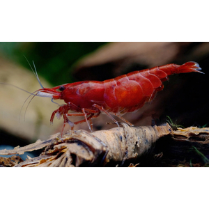 КРЕВЕТКА КРАСНАЯ САКУРА