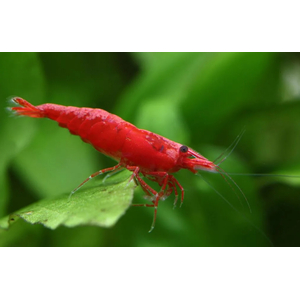 КРЕВЕТКА КРАСНАЯ САКУРА