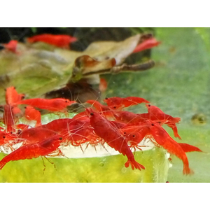 КРЕВЕТКА КРАСНАЯ САКУРА