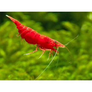 КРЕВЕТКА КРАСНАЯ САКУРА