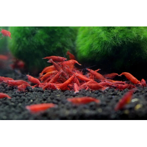 КРЕВЕТКА КРАСНАЯ САКУРА