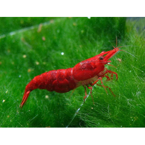 КРЕВЕТКА КРАСНАЯ САКУРА