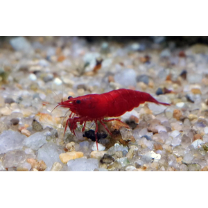 КРЕВЕТКА КРАСНАЯ САКУРА