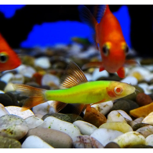 ЛАБЕО ГЛО ЗЕЛЕНЫЙ(САЛАТОВЫЙ)