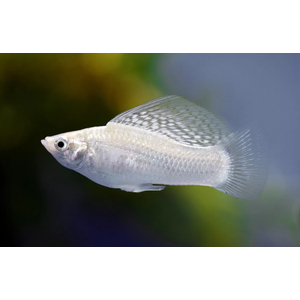 Моллинезия велифера белая (Poecilia velifera) — вид аквариумных рыб из семейства Пецилиевые. Это селекционная форма, полученная от природных форм моллинезий.