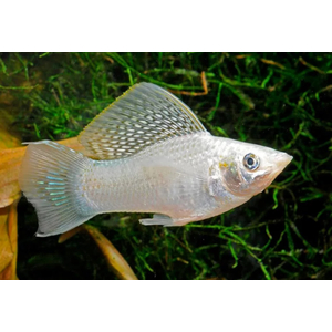 Моллинезия велифера белая (Poecilia velifera) — вид аквариумных рыб из семейства Пецилиевые. Это селекционная форма, полученная от природных форм моллинезий.