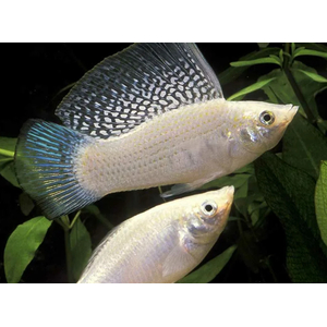 Моллинезия велифера белая (Poecilia velifera) — вид аквариумных рыб из семейства Пецилиевые. Это селекционная форма, полученная от природных форм моллинезий.