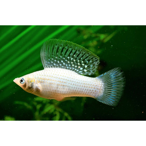 Моллинезия велифера белая (Poecilia velifera) — вид аквариумных рыб из семейства Пецилиевые. Это селекционная форма, полученная от природных форм моллинезий.