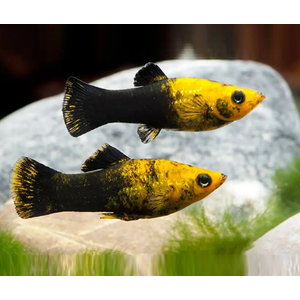 МОЛЛИНЕЗИЯ ЧЕРНО-ЖЕЛТАЯ