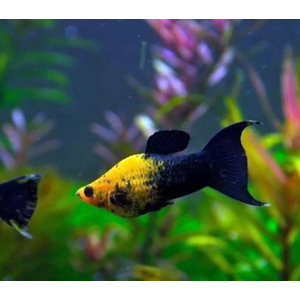 МОЛЛИНЕЗИЯ ЧЕРНО-ЖЕЛТАЯ