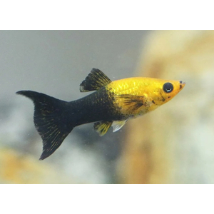 МОЛЛИНЕЗИЯ ЧЕРНО-ЖЕЛТАЯ