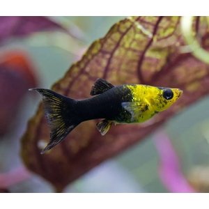 МОЛЛИНЕЗИЯ ЧЕРНО-ЖЕЛТАЯ