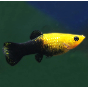 МОЛЛИНЕЗИЯ ЧЕРНО-ЖЕЛТАЯ