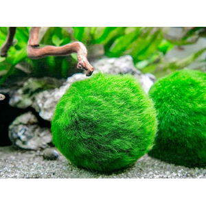 КЛАДОФОРА - МАРИМО - мох-шар - Cladophora aegagropila