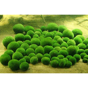 КЛАДОФОРА - МАРИМО - мох-шар - Cladophora aegagropila