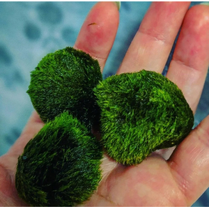 КЛАДОФОРА - МАРИМО - мох-шар - Cladophora aegagropila