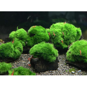 КЛАДОФОРА - МАРИМО - мох-шар - Cladophora aegagropila