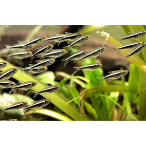 НЕОН ЧЕРНЫЙ