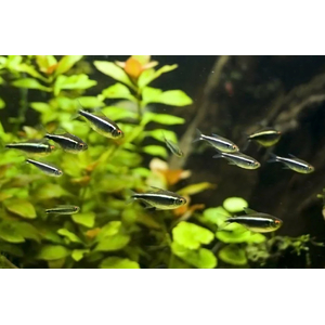 НЕОН ЧЕРНЫЙ