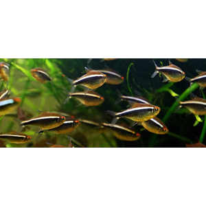 НЕОН ЧЕРНЫЙ