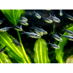 НЕОН ЧЕРНЫЙ