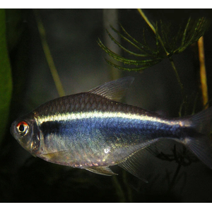 НЕОН ЧЕРНЫЙ