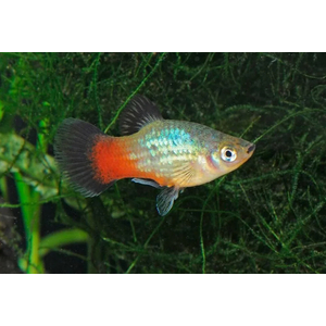 ПЕЦИЛИЯ РАДУЖНАЯПЕЦИЛИЯ РАДУЖНАЯ