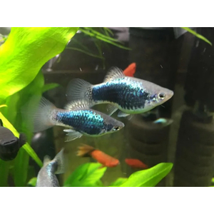 ПЕЦИЛИЯ ТAКСЕДО ГОЛУБАЯ