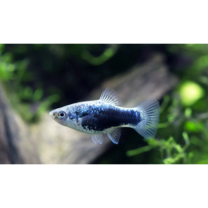 ПЕЦИЛИЯ ТAКСЕДО ГОЛУБАЯ