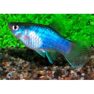 Пецилия голубая неоновая (Blue Platy Fish) — селекционная форма обыкновенной пецилии (Xiphophorus maculatus). Также известна как пецилия «Голубой неон» и пецилия «Голубая луна».