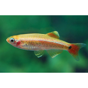 КАРДИНАЛ ЗОЛОТОЙ - Tanichthys albonubes