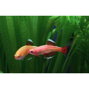 КАРДИНАЛ ЗОЛОТОЙ - Tanichthys albonubes