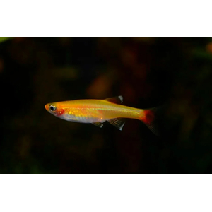 КАРДИНАЛ ЗОЛОТОЙ - Tanichthys albonubes