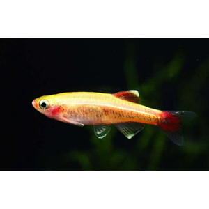 КАРДИНАЛ ЗОЛОТОЙ - Tanichthys albonubes