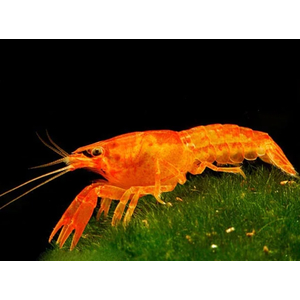 РАК МЕКСИКАНСКИЙ КАРЛИКОВЫЙ ОРАНЖЕВЫЙ