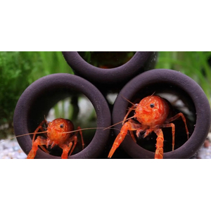 РАК МЕКСИКАНСКИЙ КАРЛИКОВЫЙ ОРАНЖЕВЫЙ